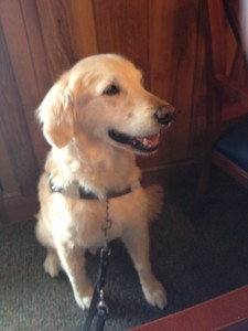 Leader Dog Titan sitting proudly at a Lions Club meeting.