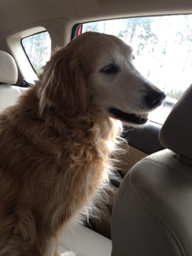 Max sits pretty in Barbara's car while riding to the Atlanta airport.