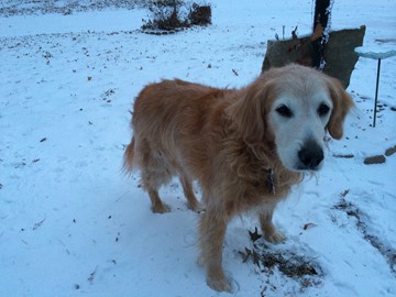 Max standing in the Nebraska snow looking very content.