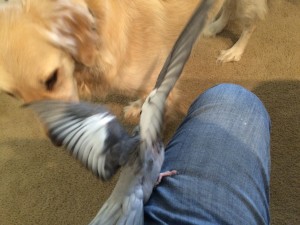 Coco, a gray cockatiel, spreads his wings as Penny, a Golden Retriever, sniffs him.