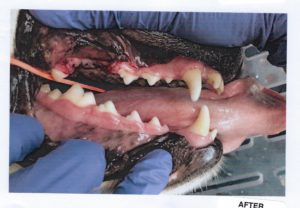 Chip's clean teeth after surgery showing stitches on his upper jaw.