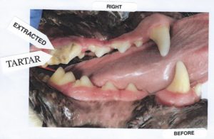 Chip's pre-surgery teeth with arrows pointing to the extractionat the top and tartere on the bottom.