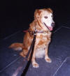 Leader Dog Mississippi (Sippi) at Disney World in April of 1997