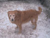 Sippi in Georgia snow on January 3, 2002