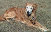 Sippi in back yard May 2001