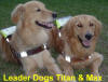 Leader Dogs Titan and Max pose together for Lions club golf tournament book.