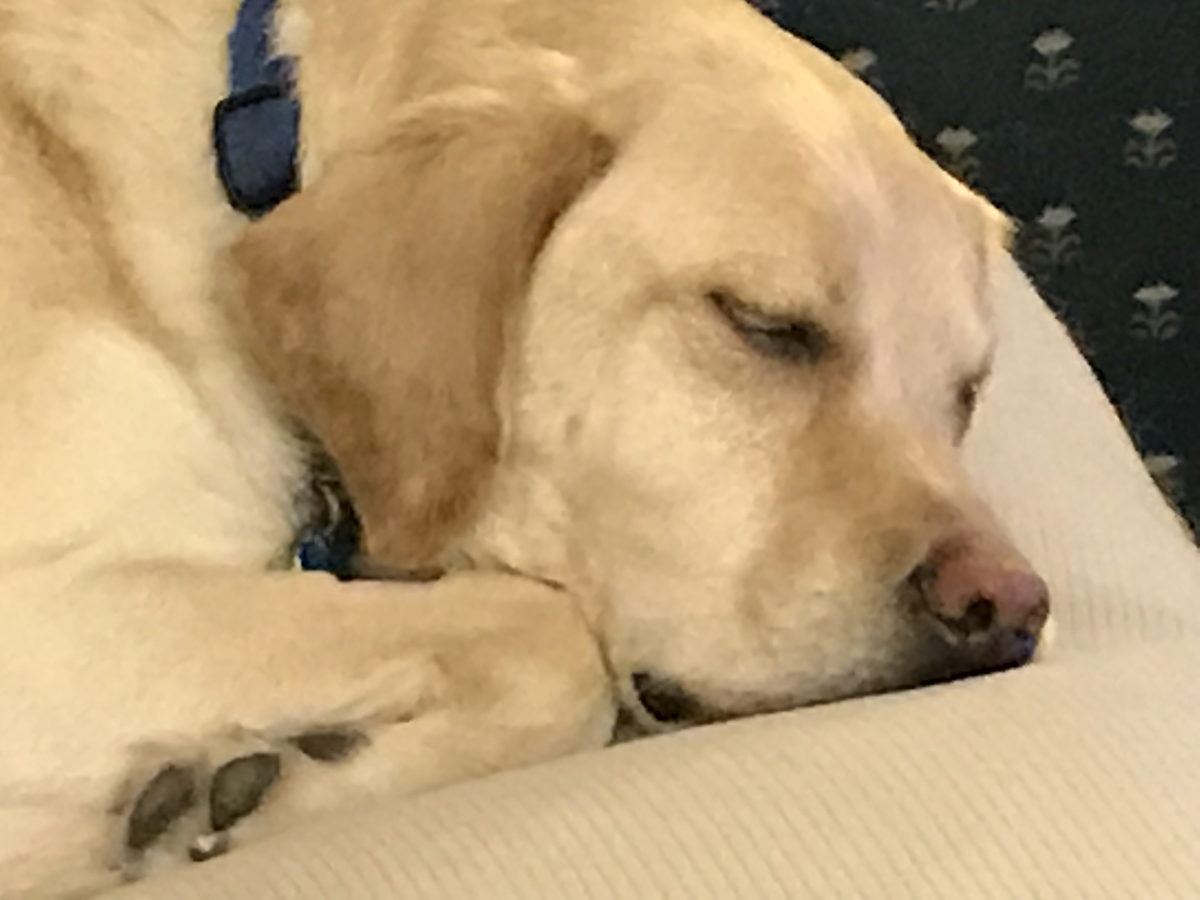 Chip (yellow lab) sleeps on the couch.